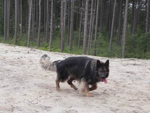 Zapp