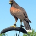 Woestijnbuizerd