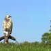 Buizerd