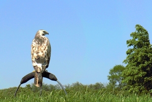 Buizerd