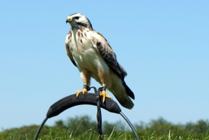 Buizerd