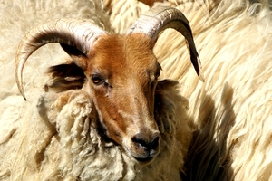 Schapen