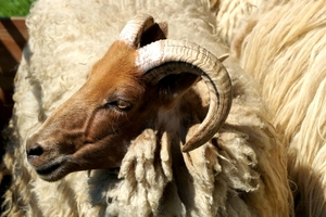 Schapen