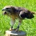 Woestijnbuizerd