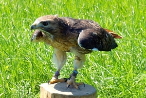 Woestijnbuizerd