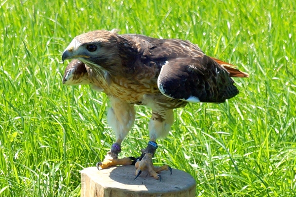 Woestijnbuizerd