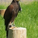 Woestijnbuizerd