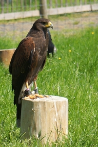 Woestijnbuizerd