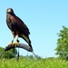 Woestijnbuizerd