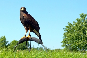 Woestijnbuizerd