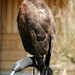 Woestijnbuizerd