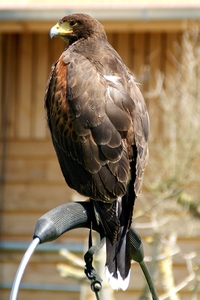 Woestijnbuizerd