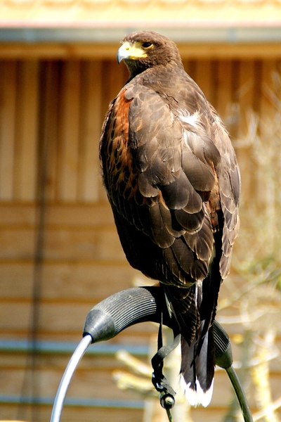 Woestijnbuizerd