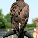 Woestijnbuizerd