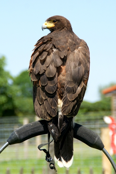 Woestijnbuizerd