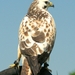 Buizerd