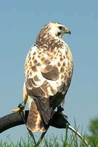 Buizerd