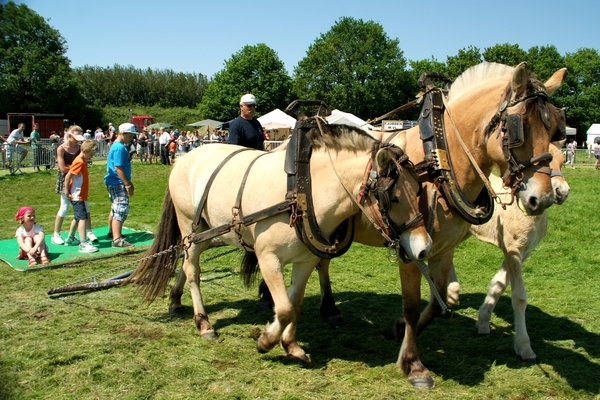 SchooneSchaapjes-Staden-