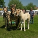 Paarden-Demonstratie