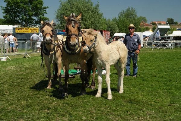 Paarden-Demonstratie