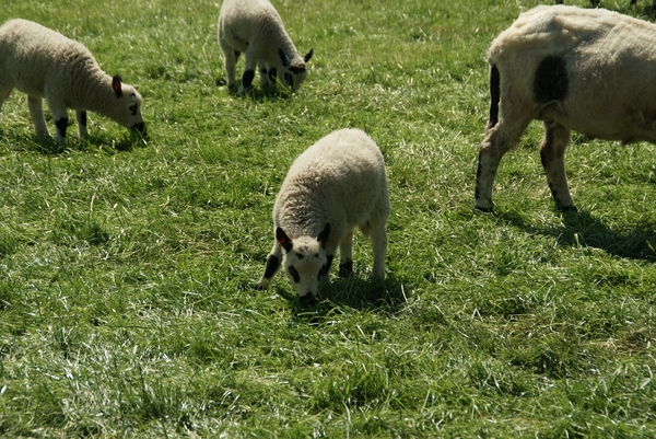 SchooneSchaapjes-Staden-