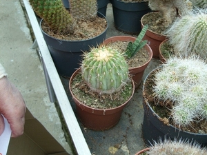 Collectie Ubink 7 Copiapoa cinerea