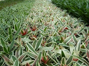 Bromelias bij kwekerij Kuipers