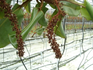 Kwekerij Kuipers 6 Nepenthes bloeiwijze