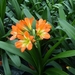 Kwekerij Kuipers Clivia