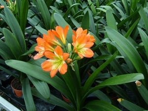 Kwekerij Kuipers Clivia