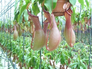 Nepenthes bij kwekerij Kuipers