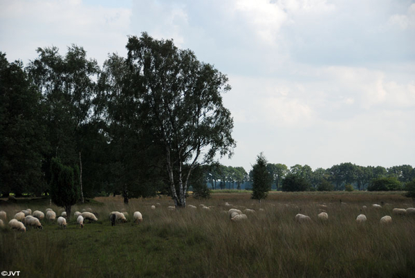 Drenthe 5