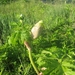 Beek en Donk, 2 juni 2012 006
