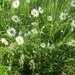 Beek en Donk, 2 juni 2012 008