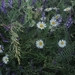Beek en Donk, 2 juni 2012 010