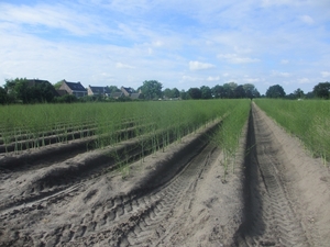 Beek en Donk, 2 juni 2012 041