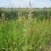 Beek en Donk, 2 juni 2012 077