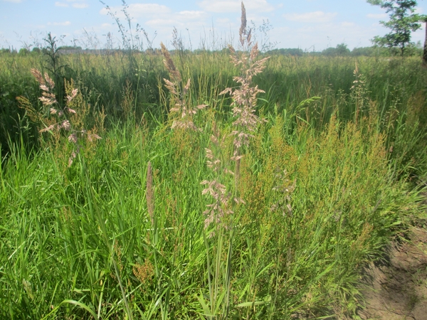 Beek en Donk, 2 juni 2012 077