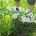 Beek en Donk, 2 juni 2012 085