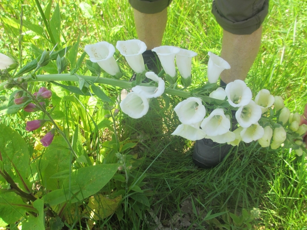 Beek en Donk, 2 juni 2012 085