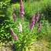 Beek en Donk, 2 juni 2012 086