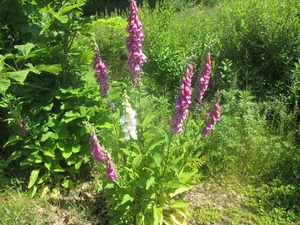 Beek en Donk, 2 juni 2012 086
