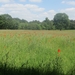 Beek en Donk, 2 juni 2012 088