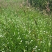 Beek en Donk, 2 juni 2012 094