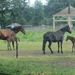 Beek en Donk, 2 juni 2012 095