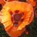 Beek en Donk, 2 juni 2012 127