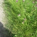 Beek en Donk, 2 juni 2012 063
