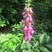 Beek en Donk, 2 juni 2012 069