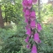 Beek en Donk, 2 juni 2012 070