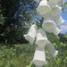 Beek en Donk, 2 juni 2012 084